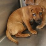 Adoptable (Official) Georgia Dogs for August 24, 2022