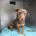 Adoptable (Official) Georgia Dogs for August 2, 2022