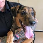 Adoptable (Official) Georgia Dogs for August 23, 2022