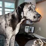 Adoptable (Official) Georgia Dogs for August 5, 2022