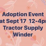 Adoptable (Official) Georgia Dogs for September 16, 2022
