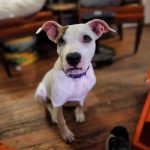Adoptable (Official) Georgia Dogs for September 6, 2022
