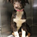 Adoptable (Official) Georgia Dogs for September 14, 2022