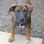 Adoptable (Official) Georgia Dogs for September 27, 2022