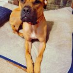 Adoptable (Official) Georgia Dogs for September 23, 2022