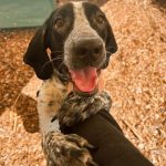 Adoptable (Official) Georgia Dogs for September 26, 2022