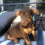 Adoptable (Official) Georgia Dogs for September 30, 2022