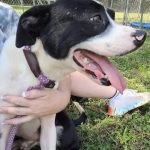 Adoptable (Official) Georgia Dogs for September 28, 2022