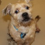 Adopable (Official) Georgia Dogs for September 20, 2022