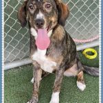 Adoptable (Official) Georgia Dogs for September 21, 2022