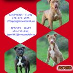 Adoptable (Official) Georgia Dogs for October 7, 2022