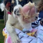 Adoptable (Official) Georgia Dogs for October 11, 2022
