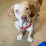 Adoptable (Official) Georgia Dogs for October 14, 2022