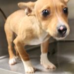 Adoptable (Official) Georgia Dogs for October 17, 2022