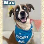 Adoptable (Official) Georgia Dogs for October 5, 2022