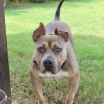 Adoptable (Official) Georgia Dogs for October 21, 2022