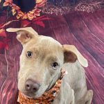 Adoptable (Official) Georgia Dogs for October 18, 2022