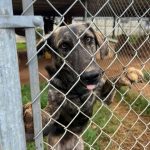 Adoptable (Official) Georgia Dogs for October 25, 2022